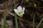 Greenland stitchwort